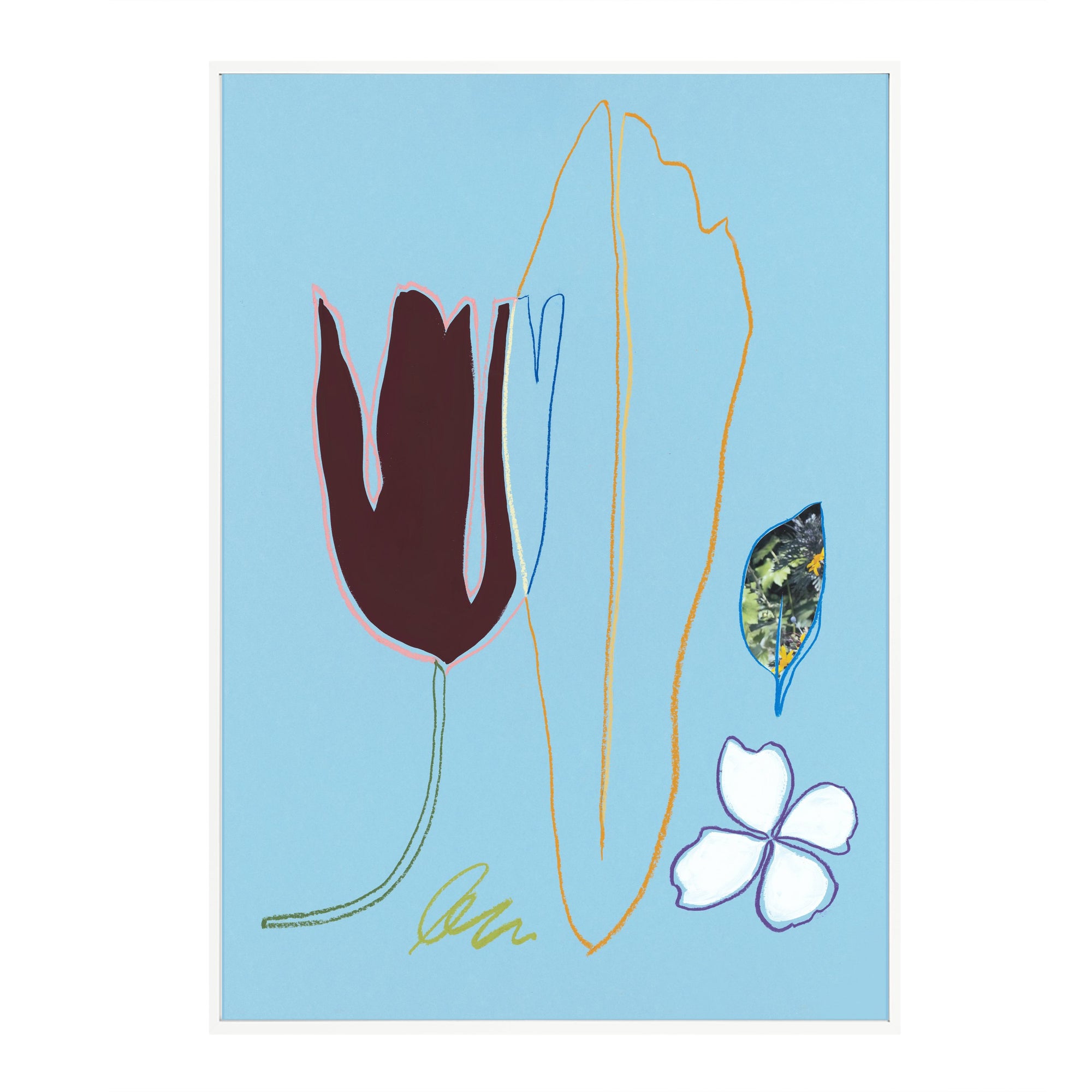 Mahogany Tulip